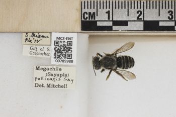 Media type: image;   Entomology 785988 Aspect: Labels